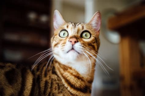 Scaredy Cats and Pheromone Therapy: Can Artificial Pheromones Help Reduce Feline Anxiety?